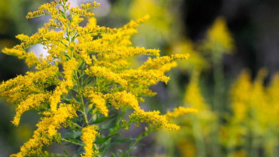 Золотарник Даурский