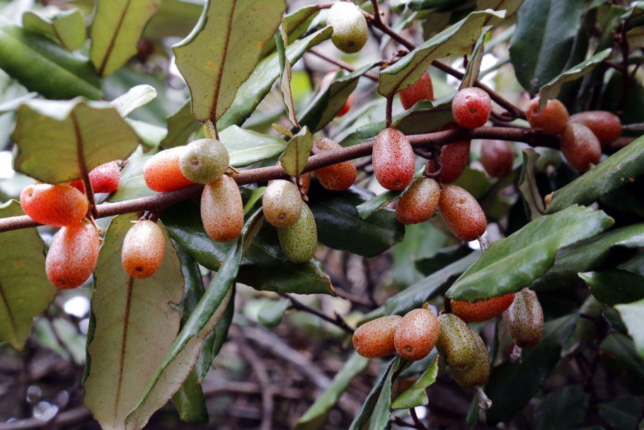 Elaeagnus macrophylla