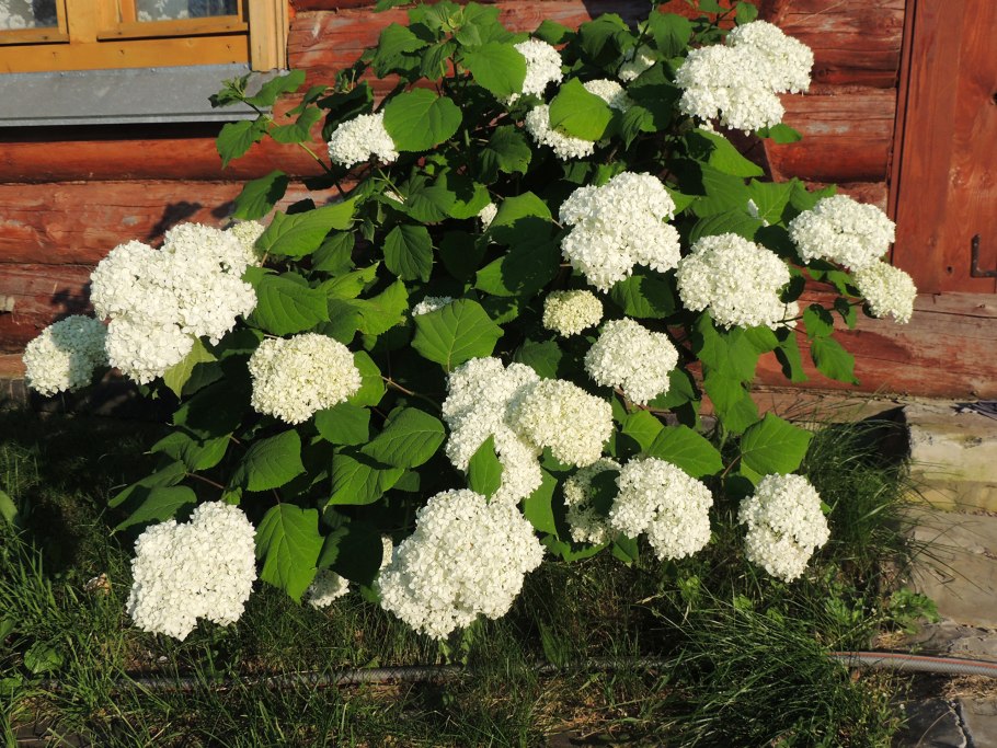 Гортензия Садовая белая