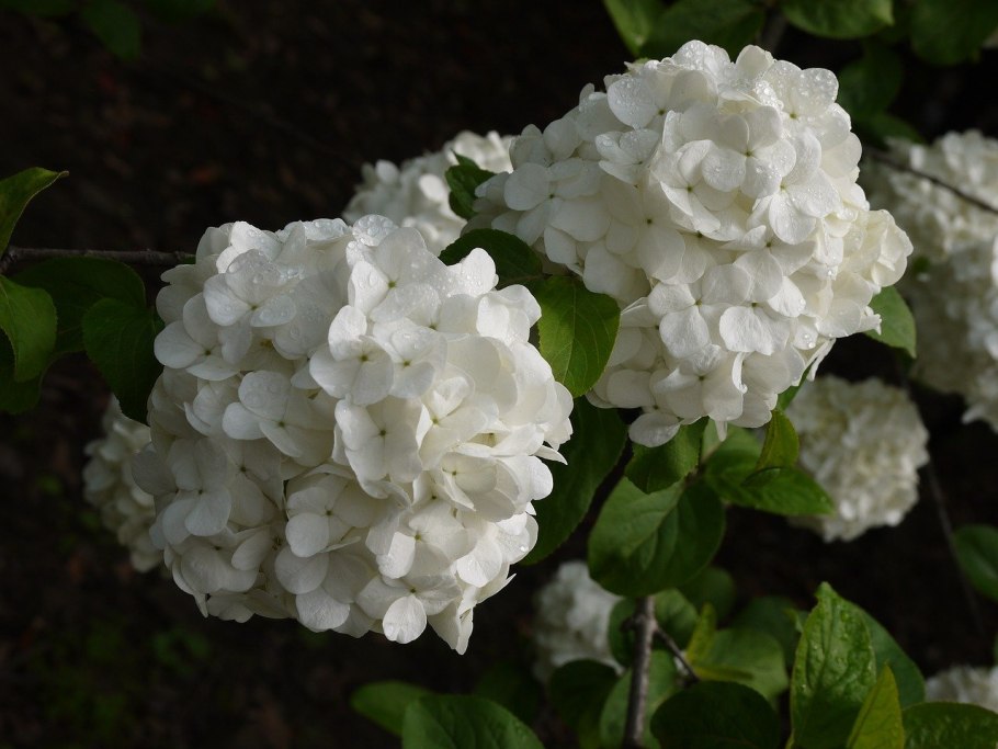 Гортензия крупнолистная белая куст