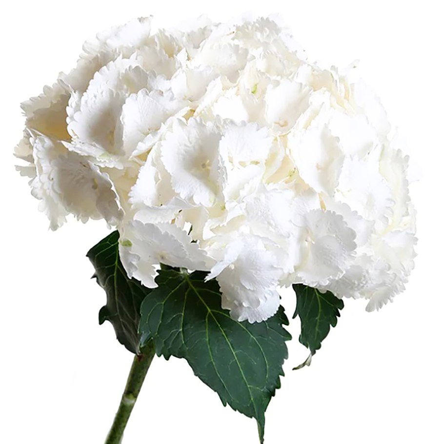 Гортензия белоснежная