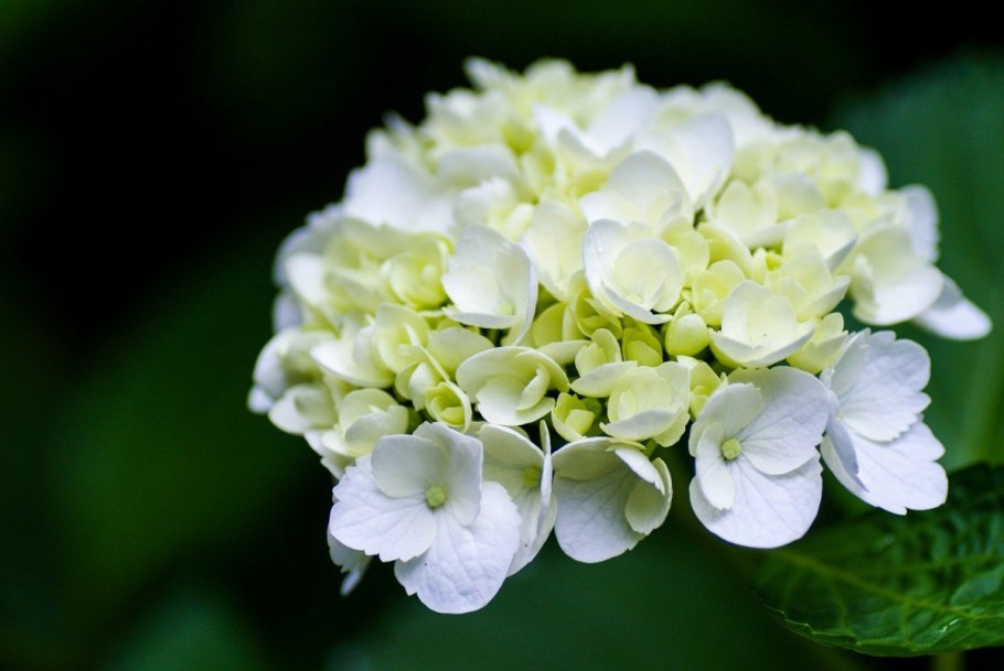 Гидрангея белая