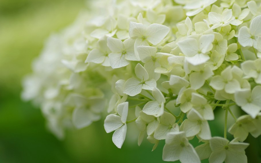 Гортензия метельчатая макро