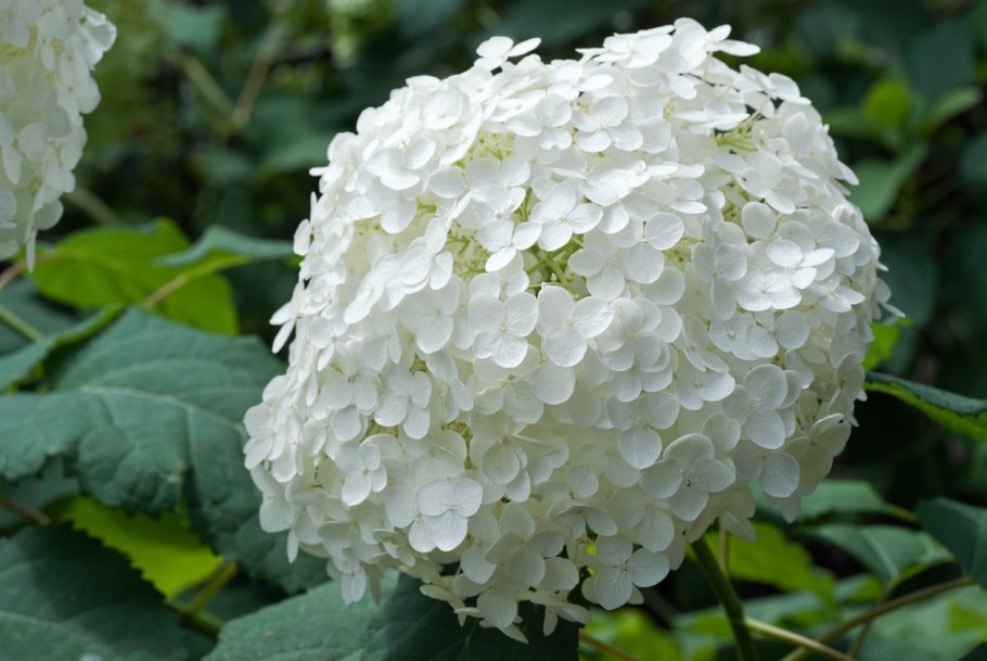 Баунти гортензия метельчатая