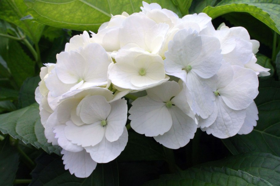 Гортензия СЕЭР Тереза