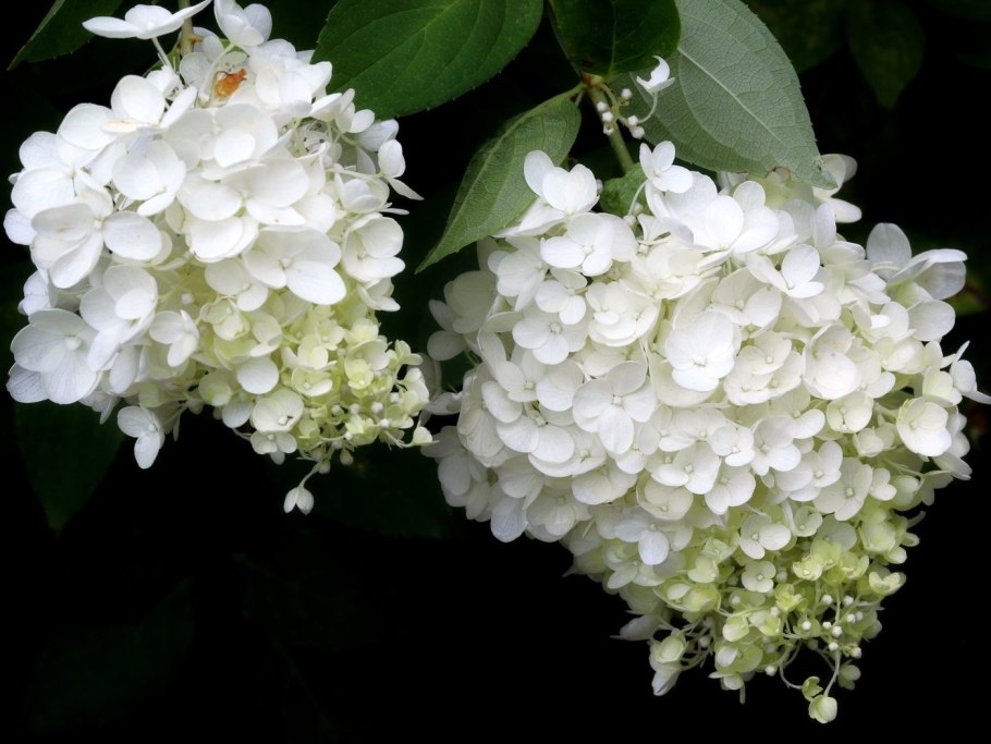 Гортензия белая фото