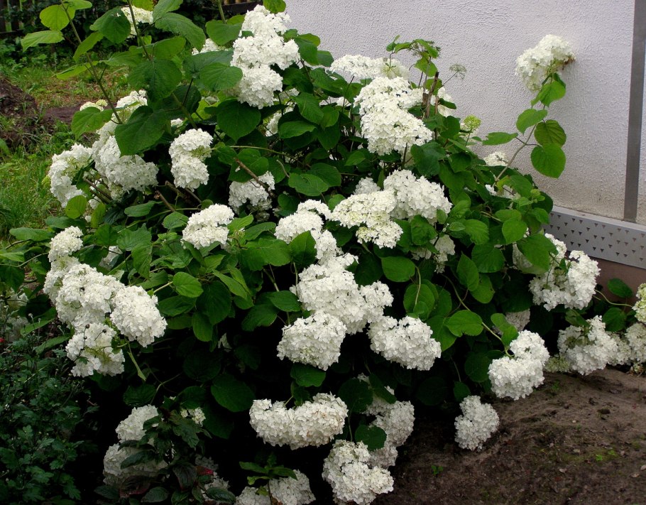 Гортензия Садовая белая