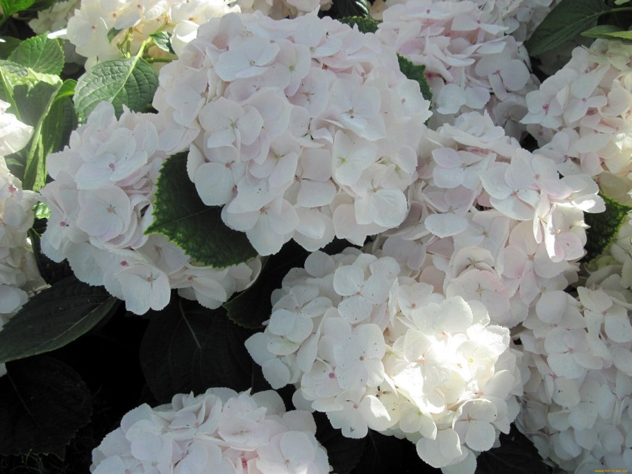 Гортензия Амелия белая