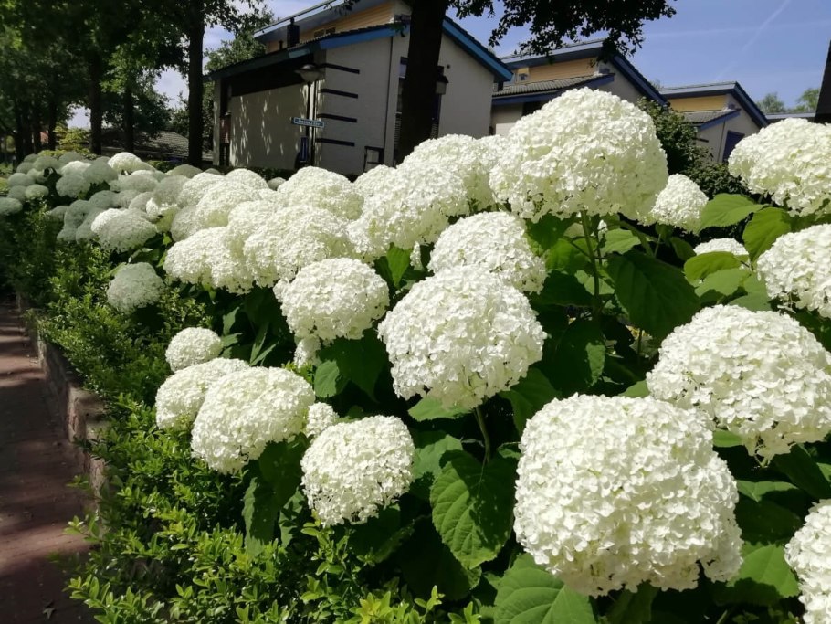 Гортензия крупнолистная белая