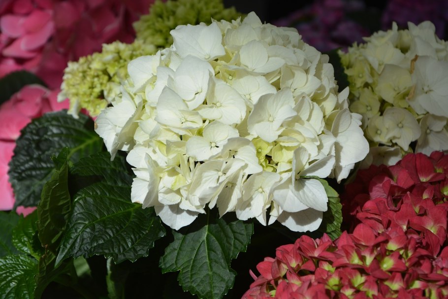 Гортензия Кларисса