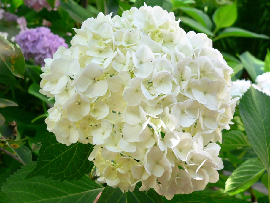 Гортензия Анабель