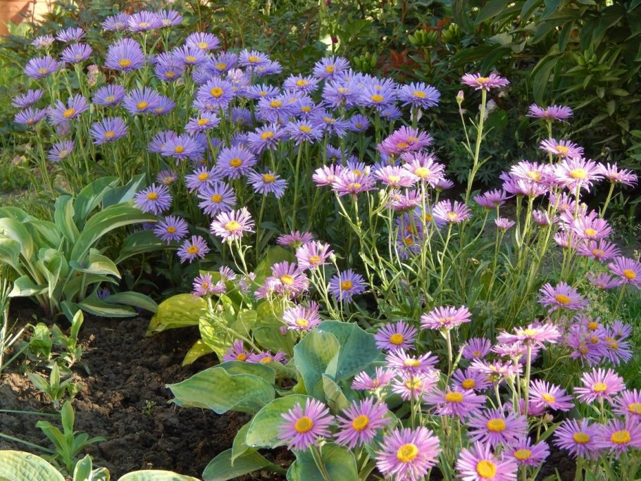 Астра Альпийская Wargrave Pink