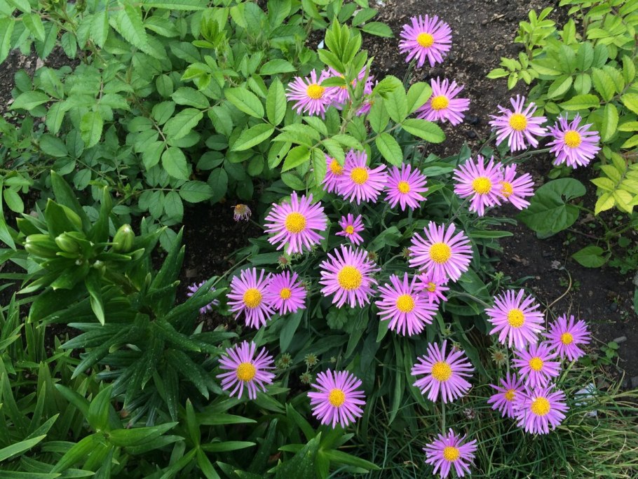 Астра Альпийская Голиаф