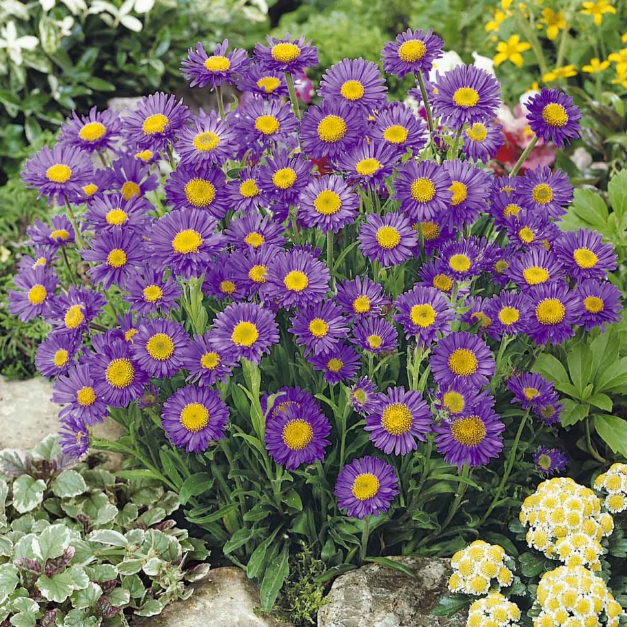 Астра Альпийская (Aster Alpinus)