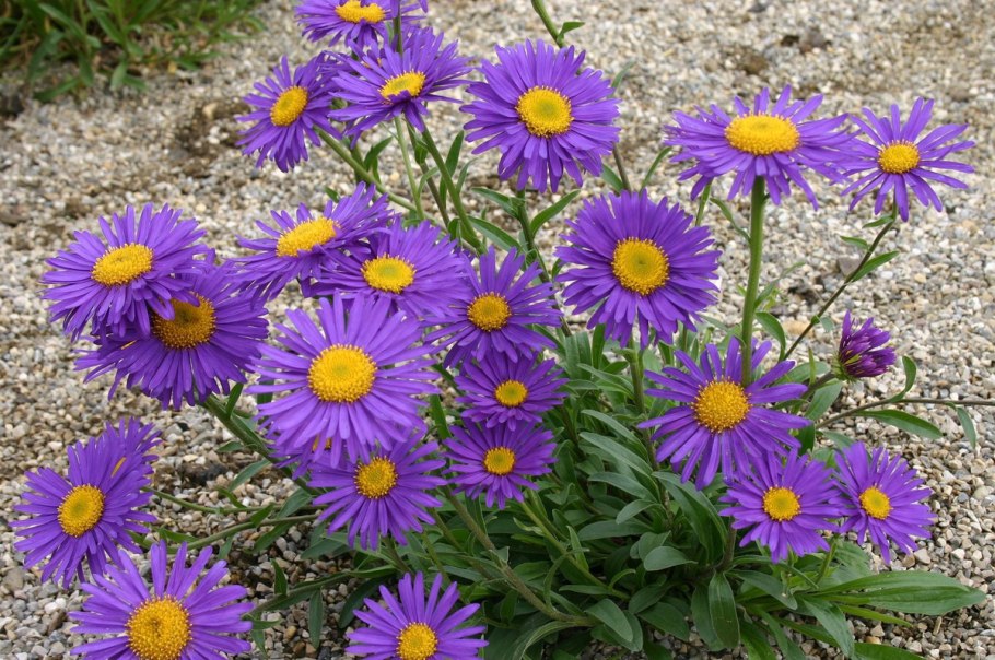 Астра Альпийская (Aster Alpinus)