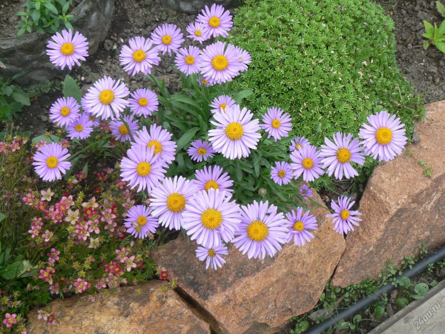 Астра Альпийская (Aster Alpinus)