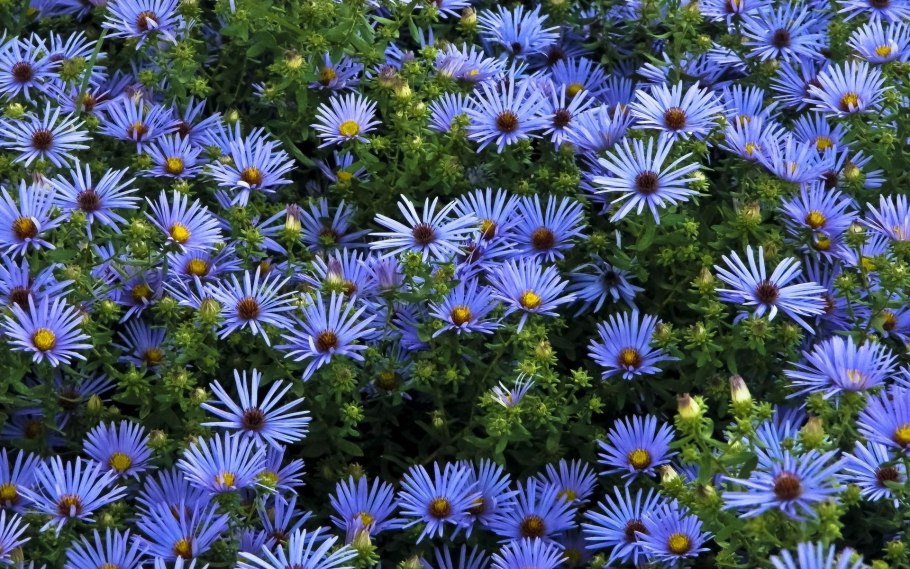 Мелколепестник Карвинского