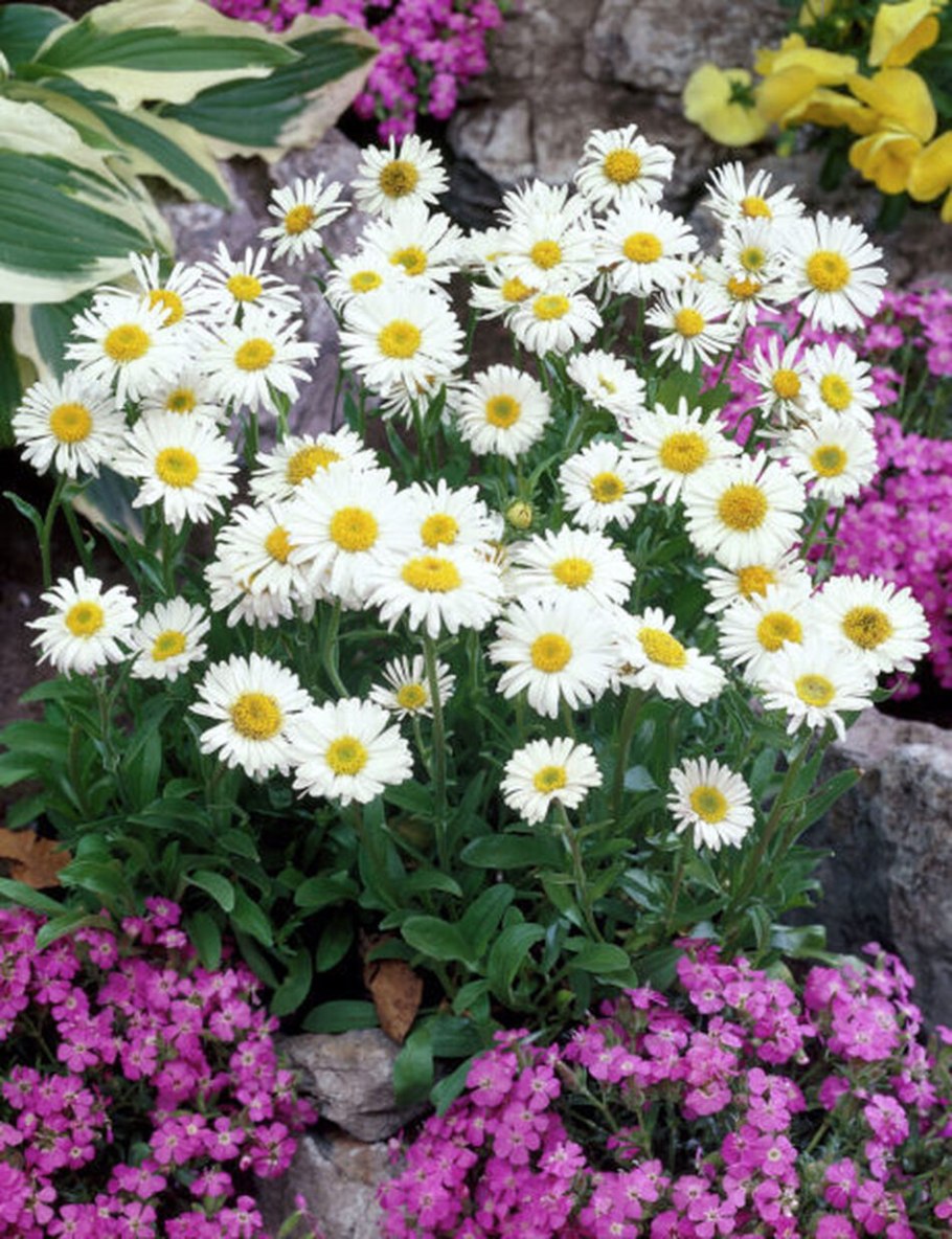 Астра кустарниковая Блау Лагун