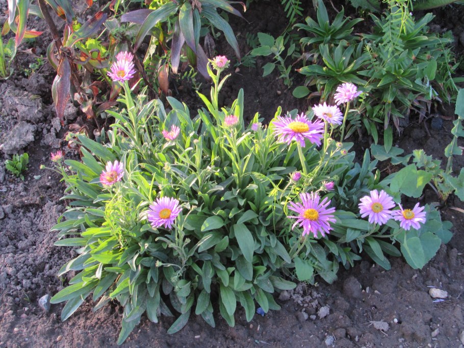 Астра Альпийская многолетняя на клумбе