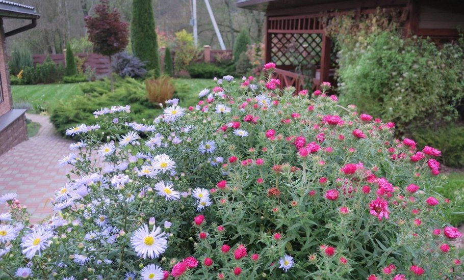 Астра Альпийская Альпинус