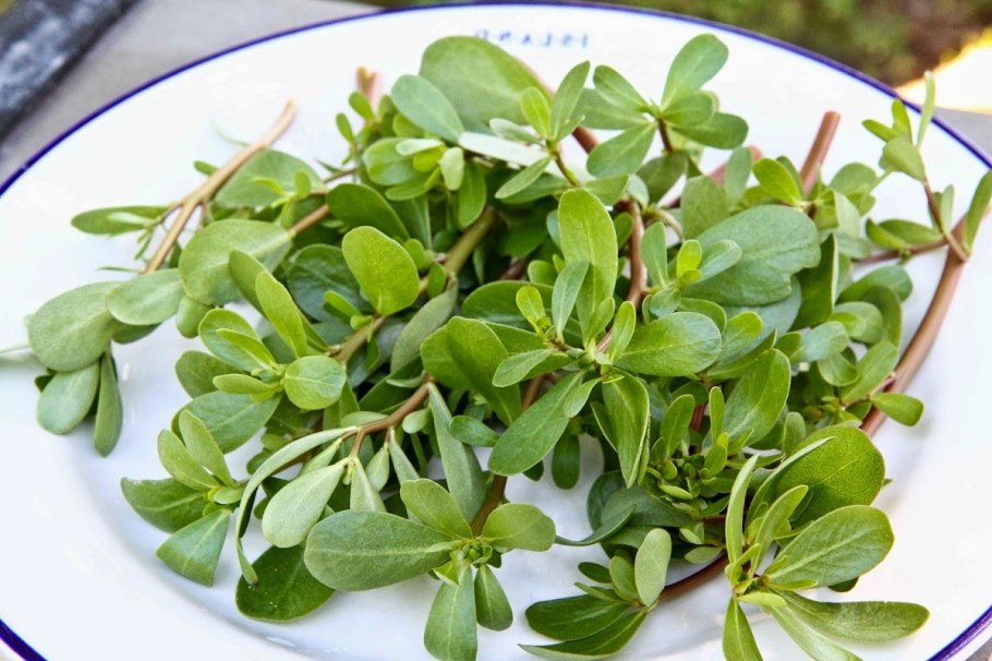 Чистец болотный корневище