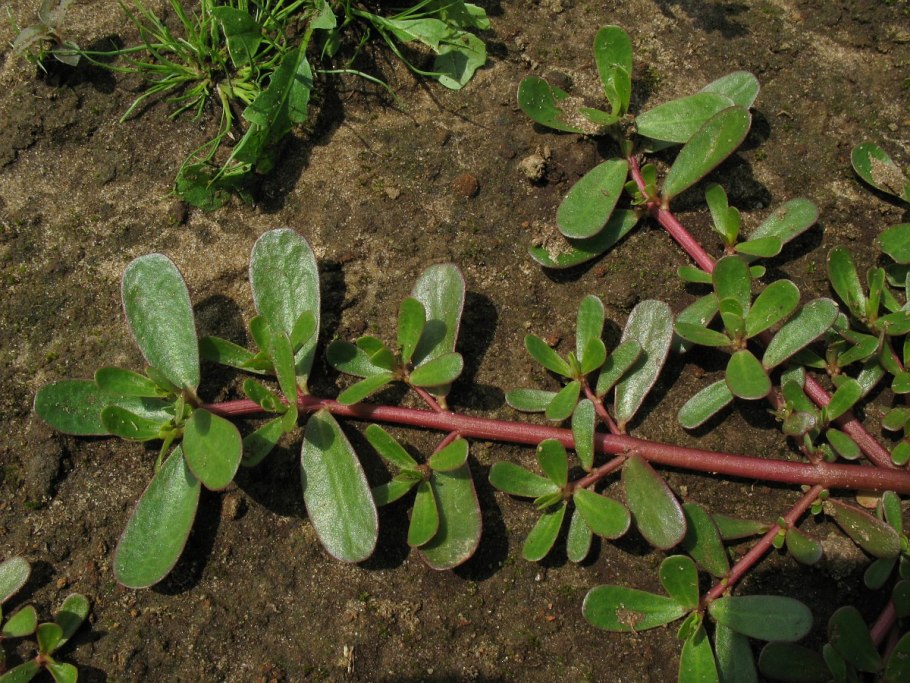 Сорняк портулак огородный