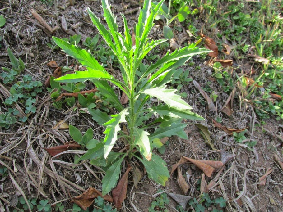 Американка сорняк польза для организма человека