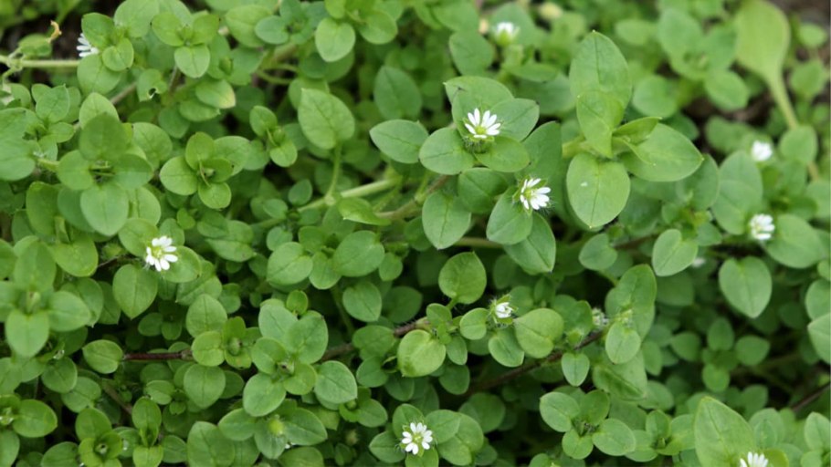 Мокрица трава