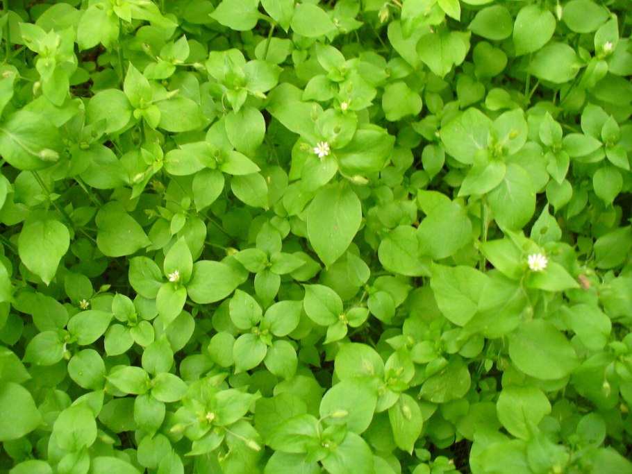 Трава портулак огородный