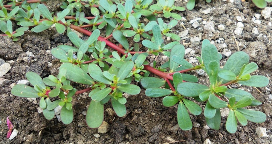 Портулак огородный