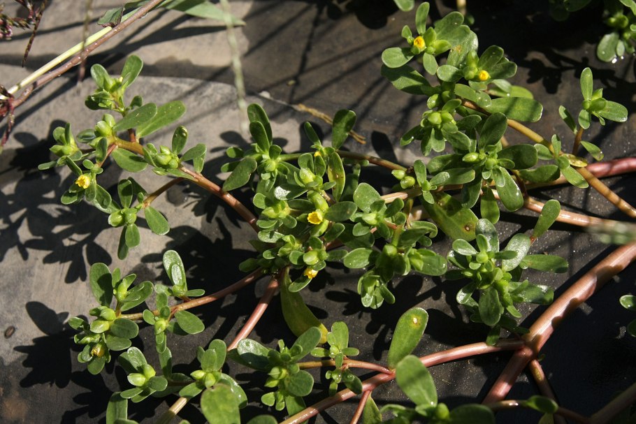 Трава портулак огородный