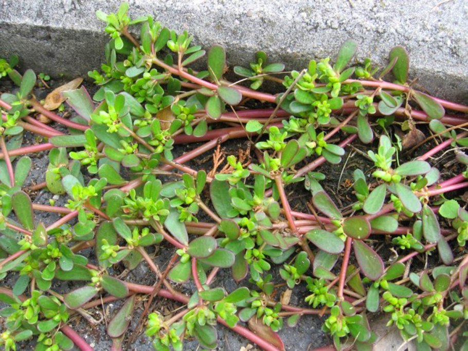 Сорные растения с длинными листьями