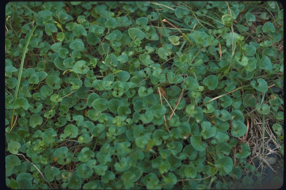 Бальзамин недотрога железнокосный