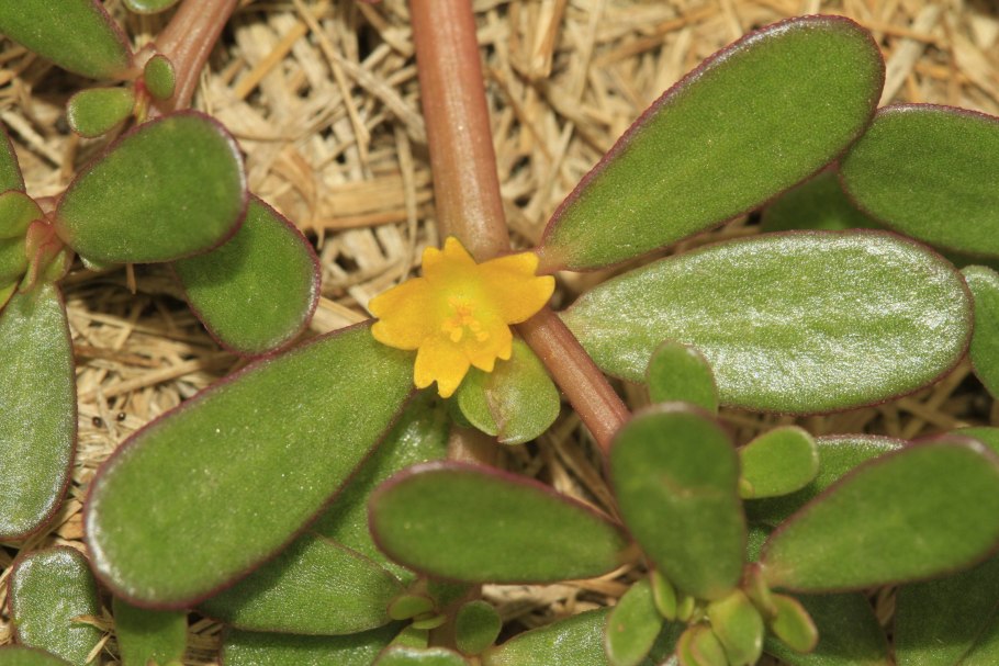 Дандур портулак огородный