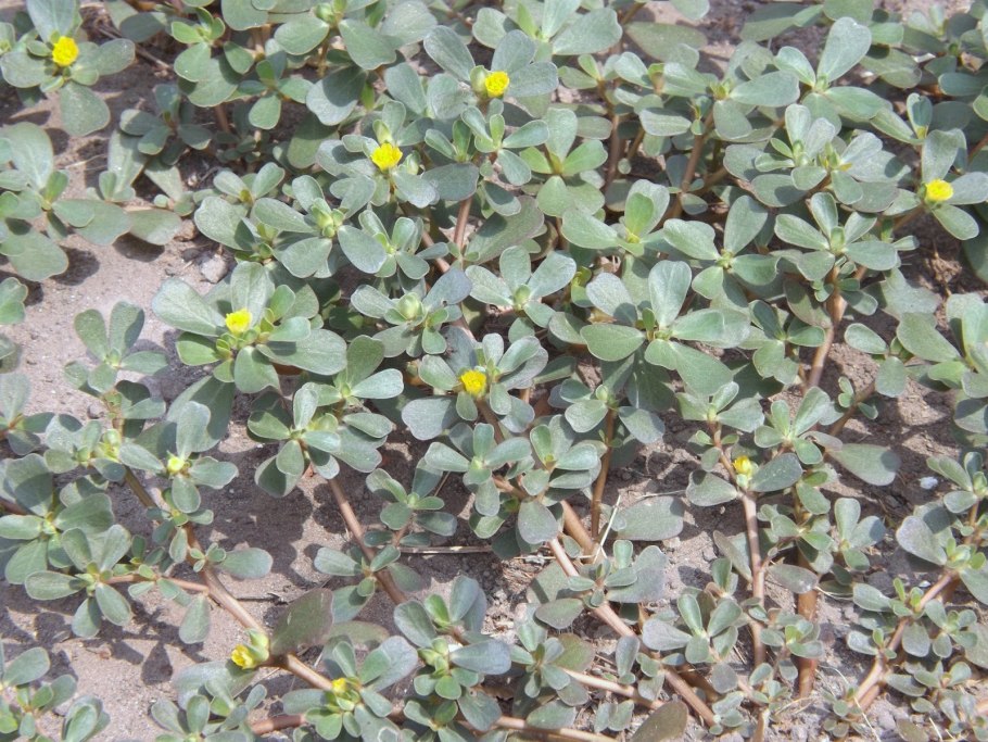 Портулак огородный сорняк