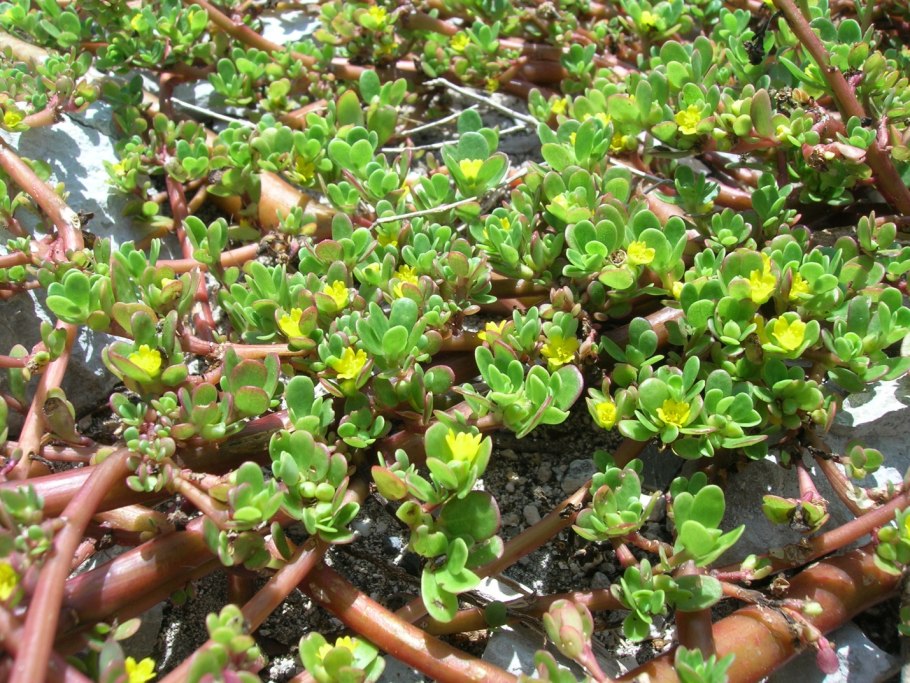 Ползучая трава сорняк портулак