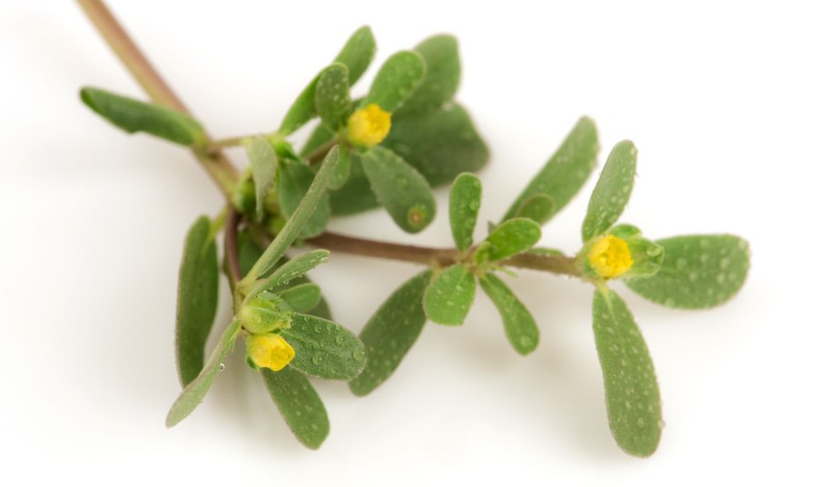 Ларион пропольник