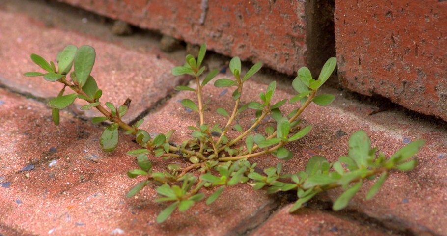 Горец птичий Polygonum aviculare всходы