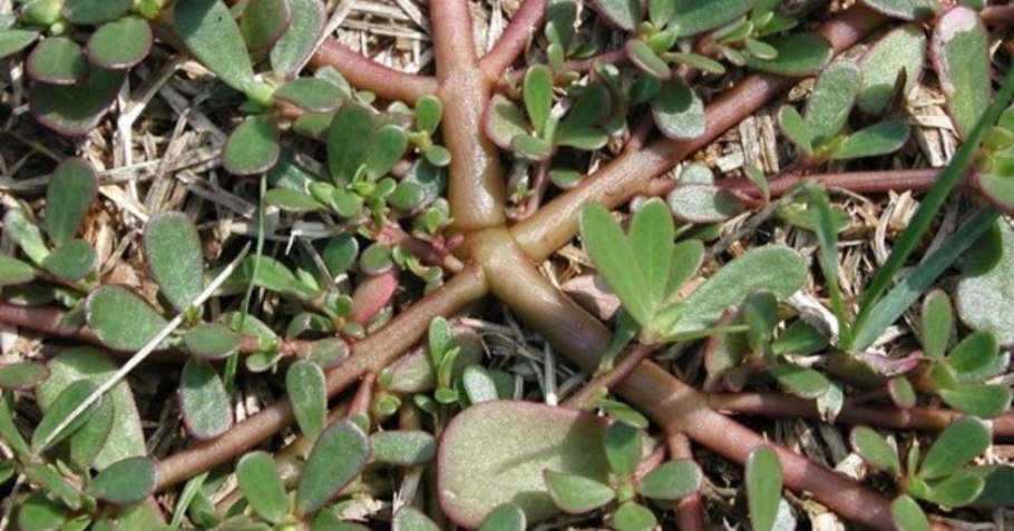 Портулак огородный