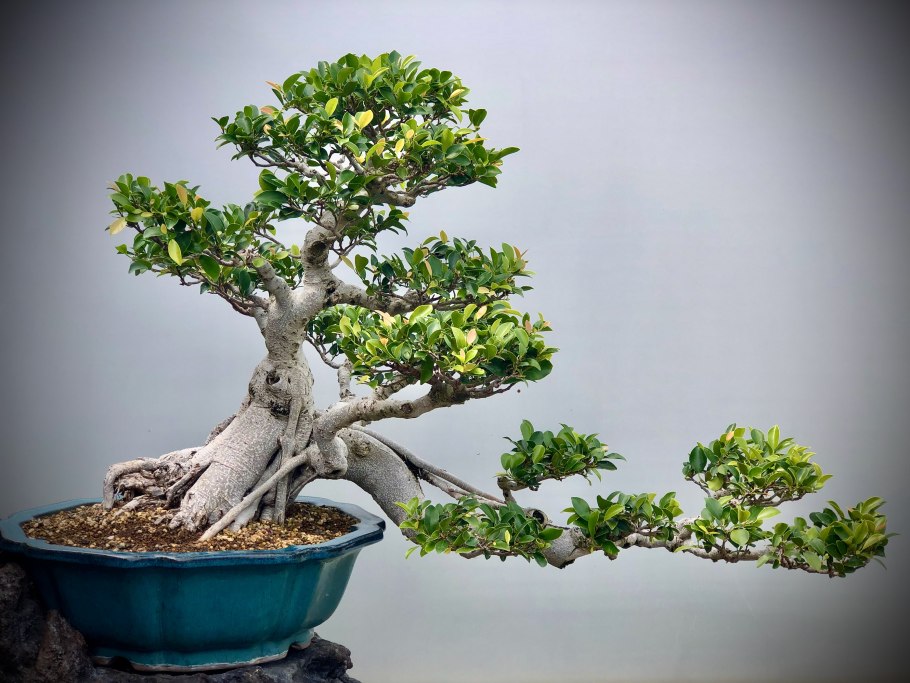 Дерево Бодхи бонсай