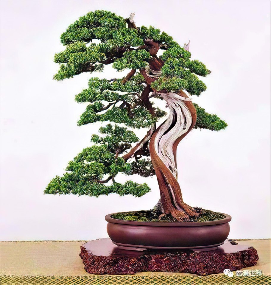 Бонсай дерево живое