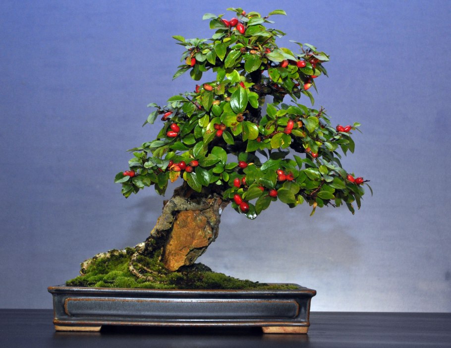 Абутилон бонсай