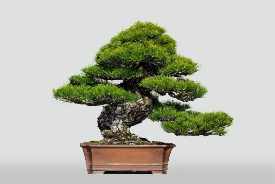 Деревья бонсай Омия