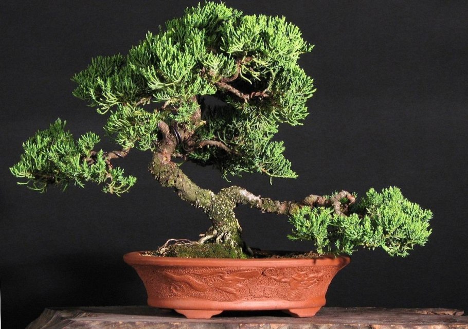 Можжевельник Стрикта бонсай