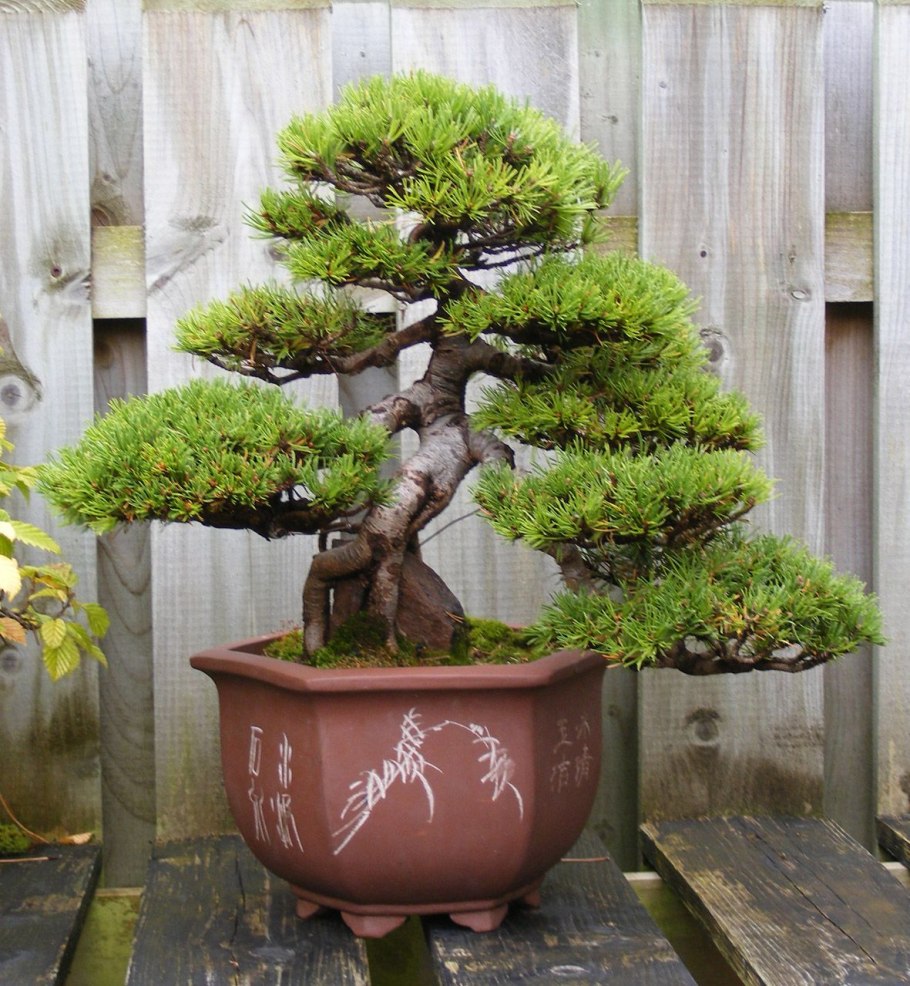 Бонсай, Горная сосна