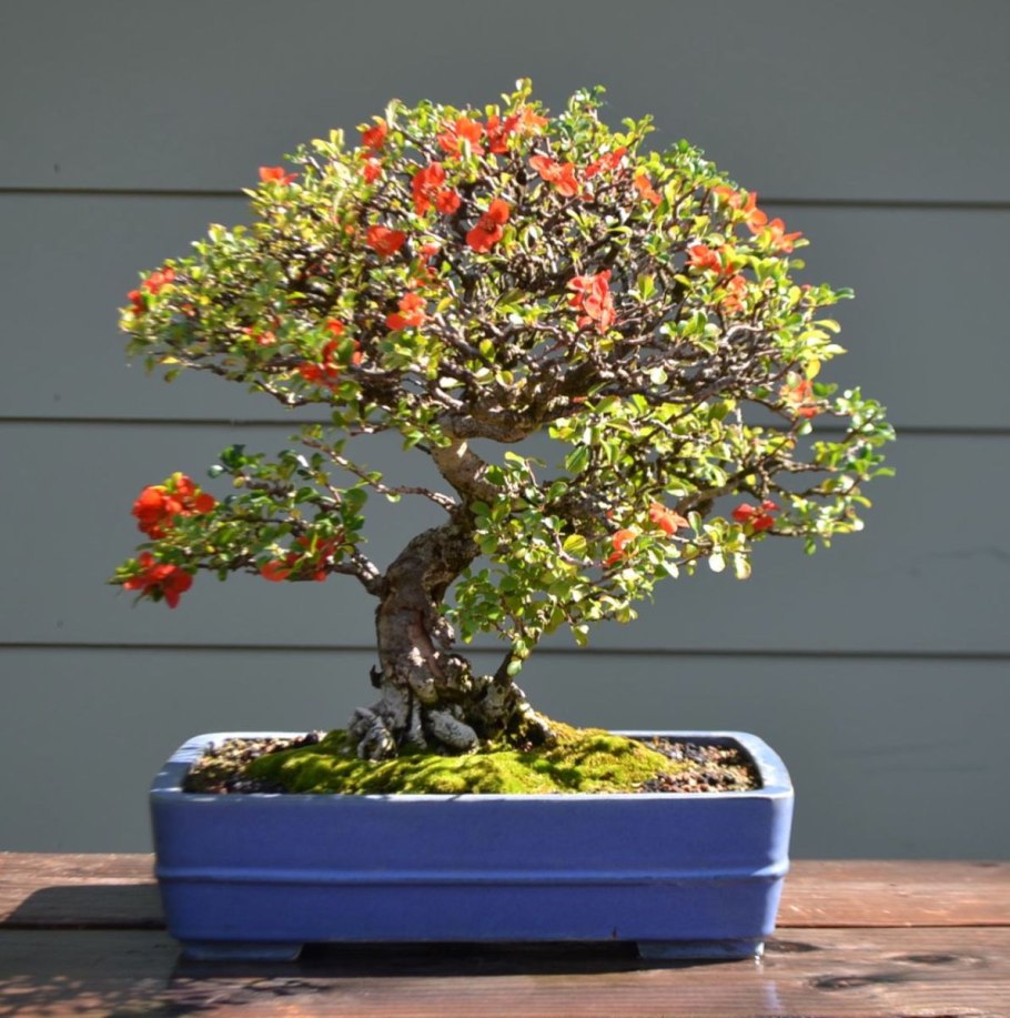 Хеномелес японский бонсай