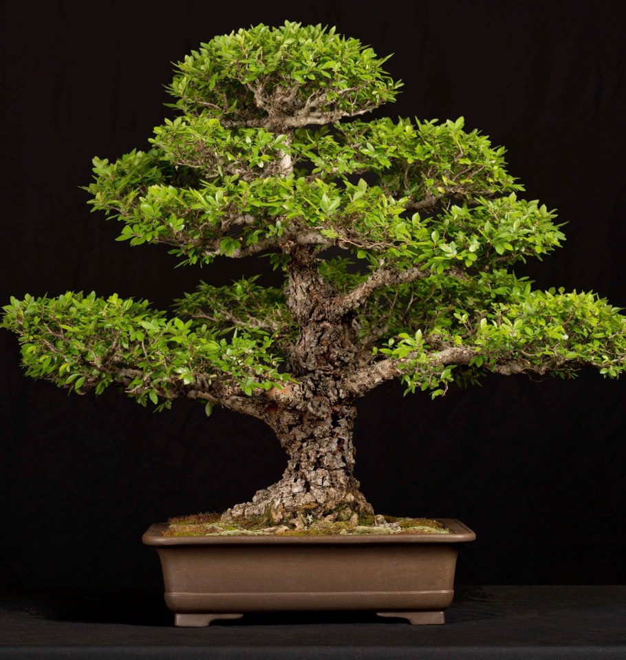 Бонсай вяз мелколистный