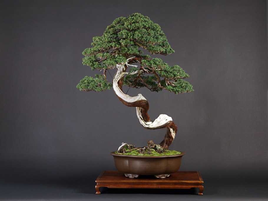 Ичиянаги бонсай