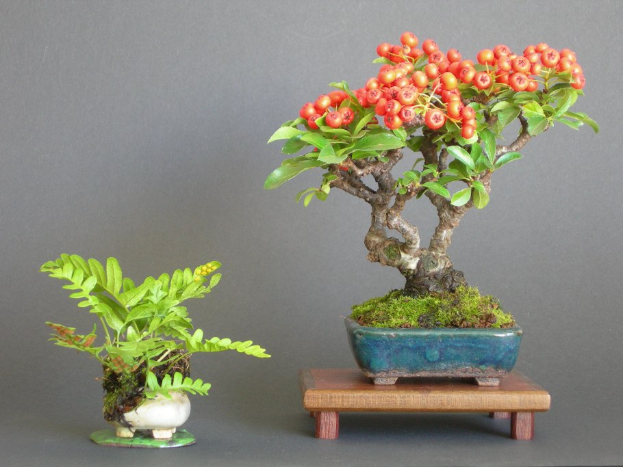 Пираканта бонсай