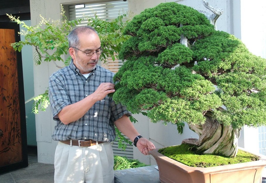 Бонсай из сантолины